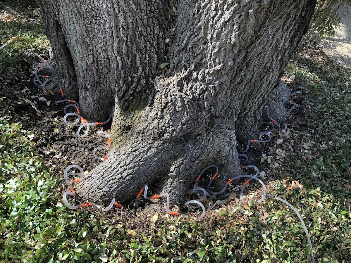Detailed Shrub and Hedge Trimming job site in East Moline
