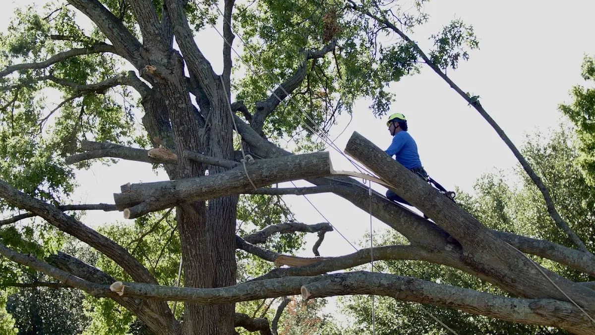 Professional Crown Thinning performed by certified arborists in East Moline