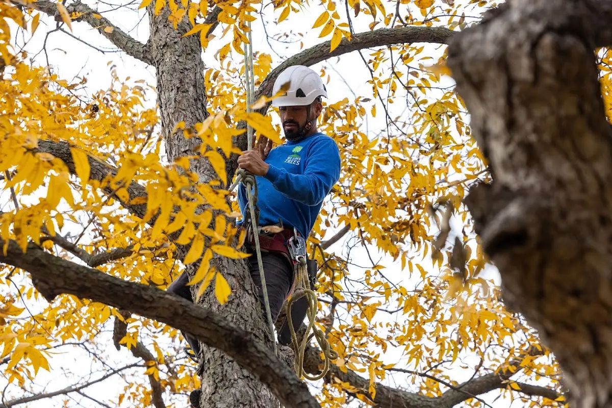 Skilled Tree Planing crew working in East Moline